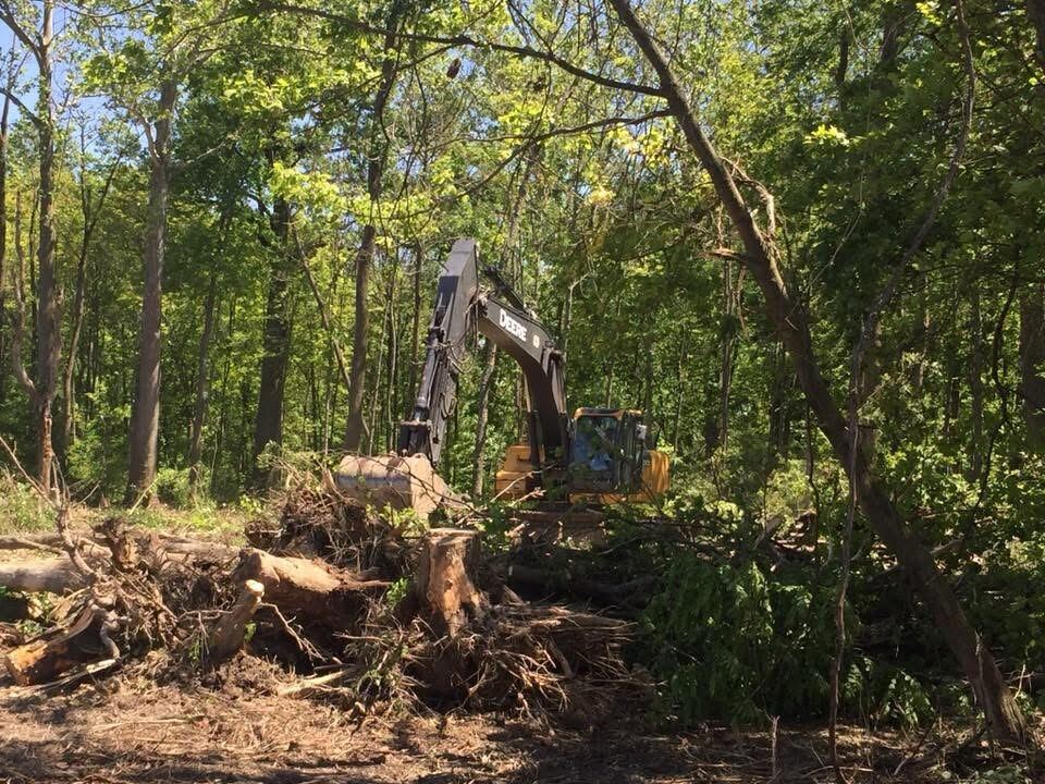 Clearing dense woods down to open ground